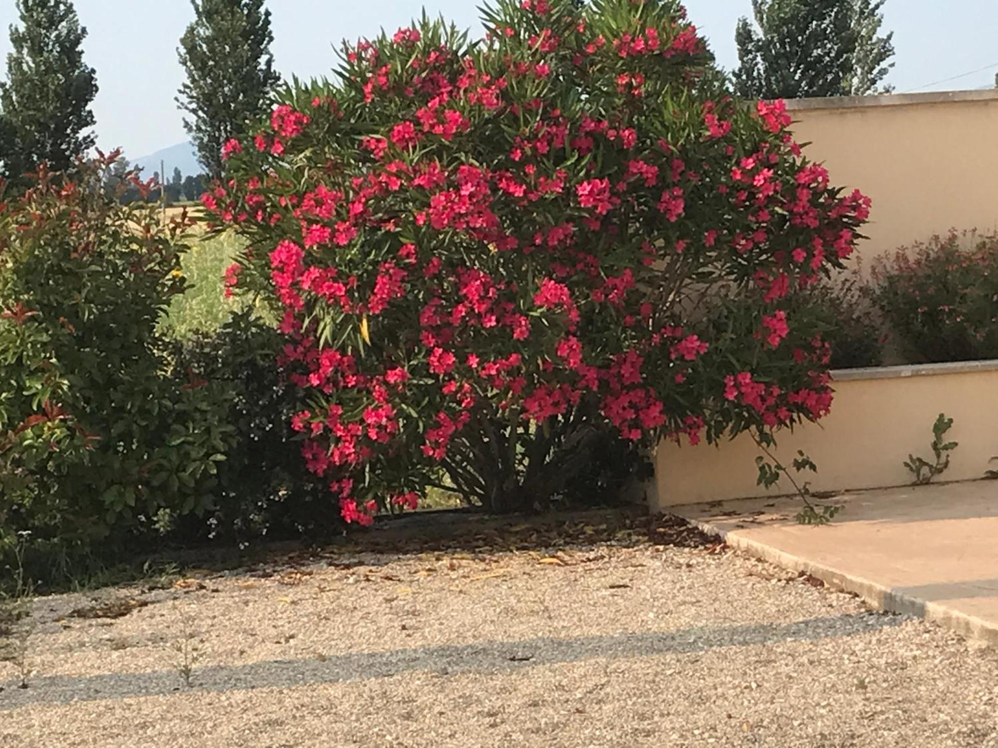 Le Figuier Appartement Tulette Buitenkant foto